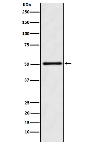 Ornithine decarboxylase Ab