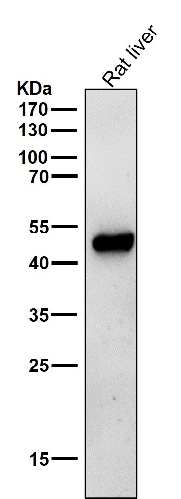 Ornithine decarboxylase Ab