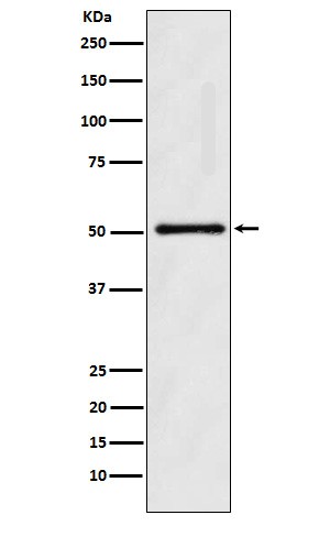 Ornithine decarboxylase Ab